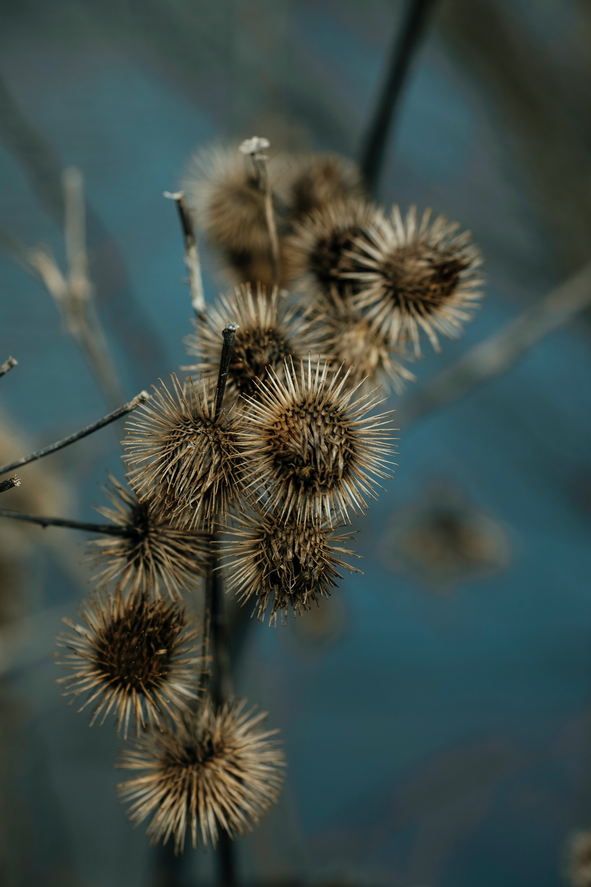 white dandelion in close up photography